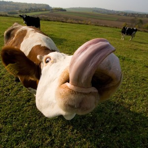 Cow Tongue